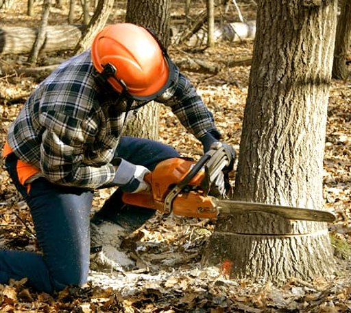 Tree Removal in Olmstead, KY